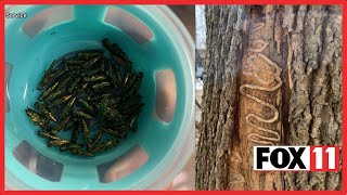 Diseased ash trees infested with emerald ash borer; Oshkosh residents to get rid of diseased trees