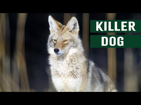 RABID COYOTE VS. MAN – A TERRIFYING WILD DOG ATTACK