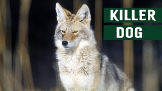 Rabid Coyote vs. Man – A Terrifying Wild Dog Attack