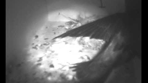 Common Swift last fledgling flight practise, July 13th 2012