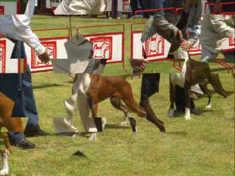 boxer from mexico boxer from mexico