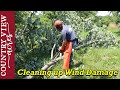 Cleaning up Wind Damage, and Update on Turkeys and Pigs.  Homestead VLOG