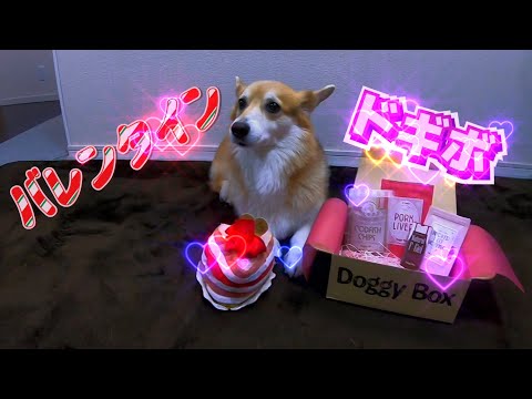 Welsh Corgi Penbloke】バレンタインなドギボにときめいてしまい
