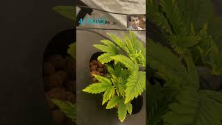 1st Grow Update DWC 4/16/23