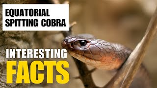 Most Interesting Facts About Equatorial Spitting Cobra |Interesting Facts | The Beast World