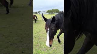 Amigos #airplane #usa #aviation #hangglider #airport #equinos #caballos #horse