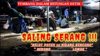 SALING SERANG !!! BELUT POTEH rebono VS KIDANG KENCONO Lowok