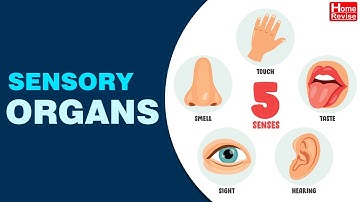 Sensory Organs | Class 3 | EVS | English Medium | Maharashtra State Board   | Home Revise
