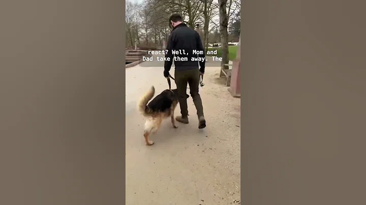 How to fix FEAR REACTIVITY in dogs