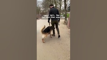 How to fix FEAR REACTIVITY in dogs