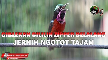 MASTERAN KONIN GACOR FULL ISIAN VARIASI PAS UNTUK LOMBA ! CIBLEK CILILIN BELALANG ZIPPER RASA PLECI