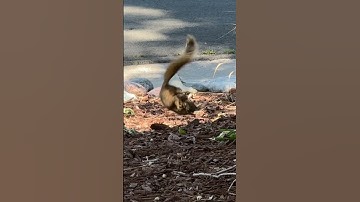 Squirrels are weird #squirrel #colorado
