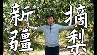 探索中国最好香梨产地，在新疆库尔勒摘梨的，为什么大多是河南人？ Explore the best pear orchards in Xinjiang China！