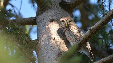 °LA NOTTOLA DI MINERVA° JS Mill - Sistema di logica deduttiva e induttiva (1843)