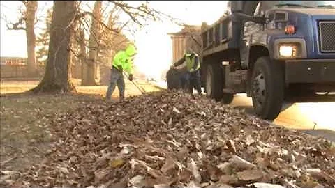 Cleaning Marion's Leaves