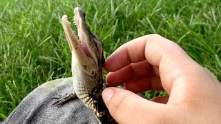 Alligator Aren’t So Mean!! (I PET Him)