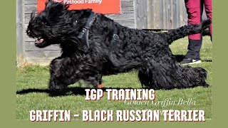 IGP training *Golden Griffin Bella Fantasia* Black Russian Terrier in Sweden