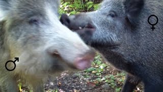 Wild Boars love story