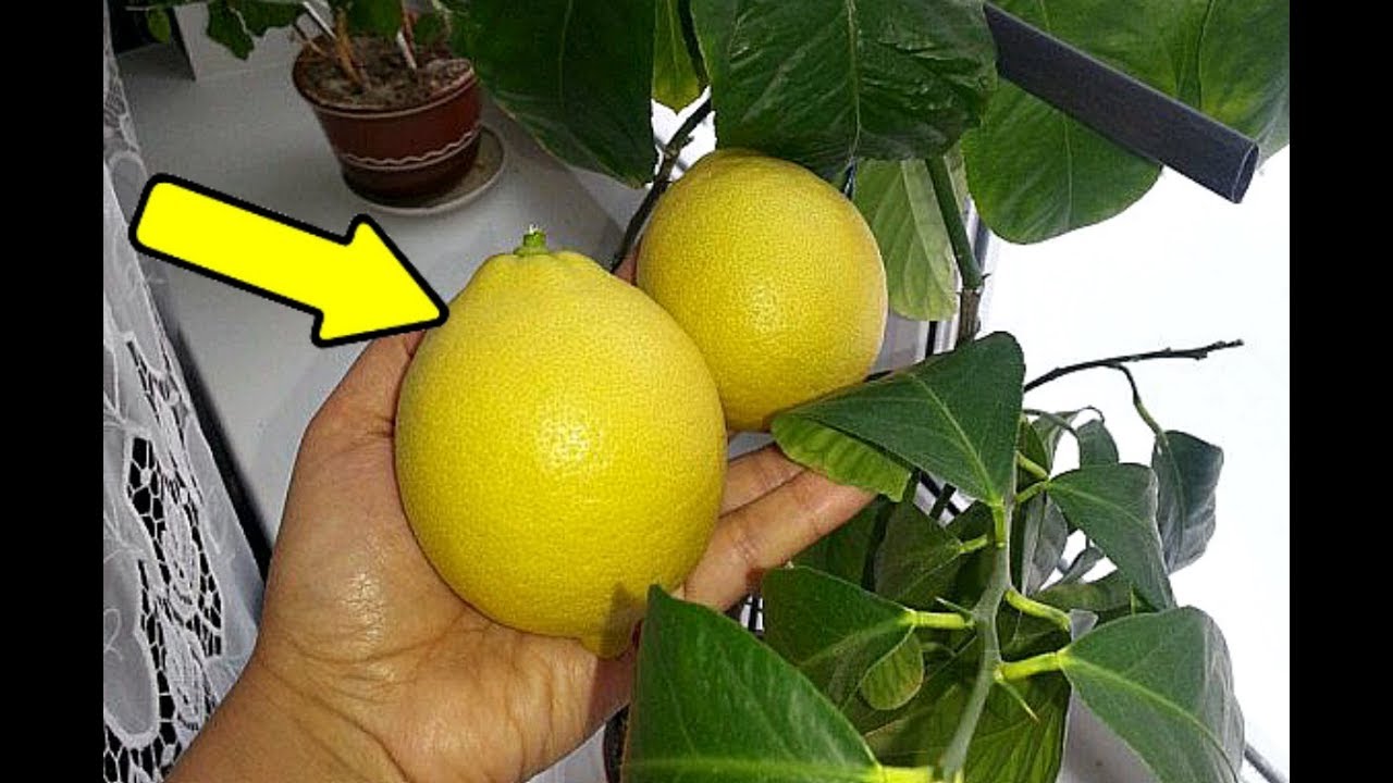 Домашние лимоны будут с голову если ухаживать этим способом! Как ухаживать за домашним лимоном?