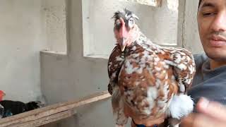 Revelando Minha Técnica Infalível Para Selecionar Os Melhores Galos Reprodutores