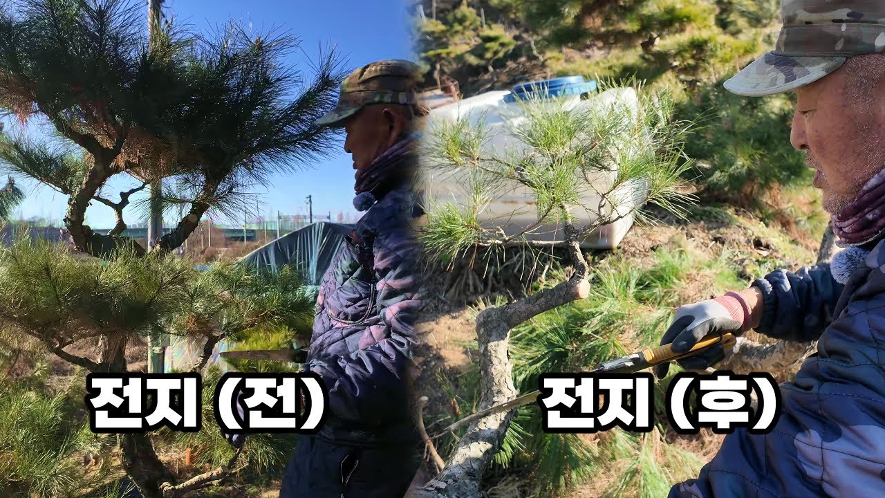 소나무 겨울 전지 고민 중이세요? 수형 정리 노하우 공개