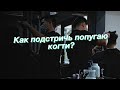 Как подстричь попугаю когти?