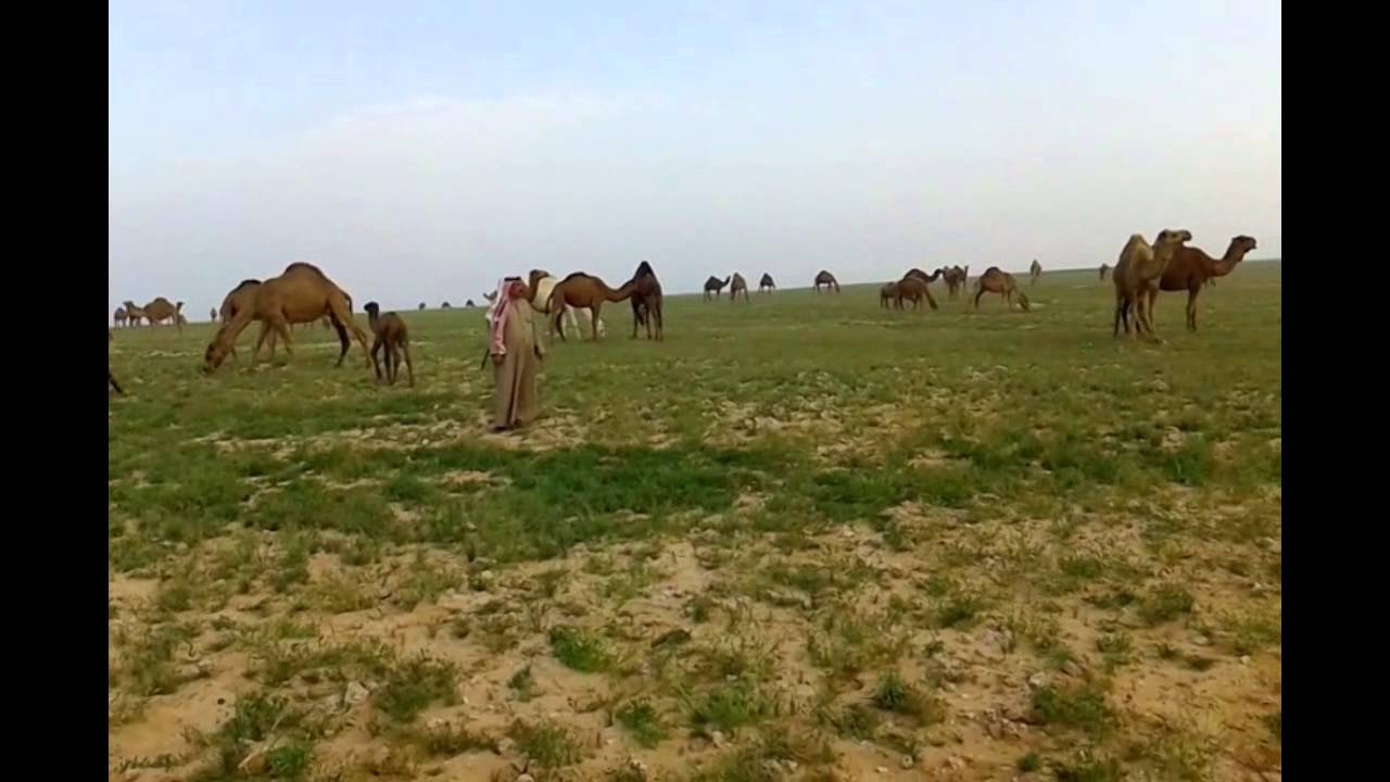 ابل الشيخ عزيز الفارس منطقة الحجرة مونتاج حامد الرفيعي عام 25 2 2014