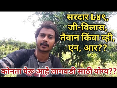 पेरूची कोणती जात आहे लागवडीसाठी योग्य?? सरदार L49, जी-विलास, तैवान पिंक की व्ही.एन.आर??