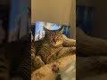 Pupi la felina 🦁Musino ❤️🤍