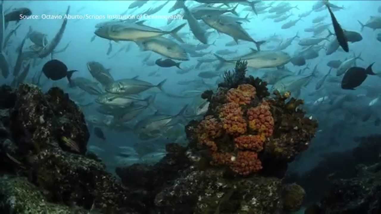 Birch Aquarium 'Mexican Seas' Photo Exhibit Merges Art And Science