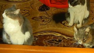 #Коты ругаются с хозяйкой. #Коты ругаются с хозяйкой.