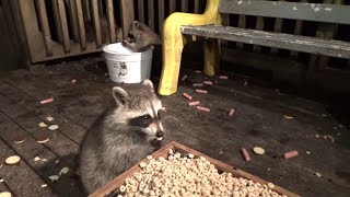 Wednesday Baby Raccoons Have Bed Lunch And Wednesday Updates