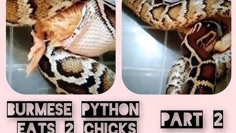 BURMESE PYTHON eats 2 chicks(part 2)