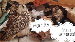 Outrageous! Owl's rights are infringed in his house! The cat has completely lost her fear!