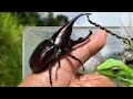 Caçando besouros | Hunting Beetles
