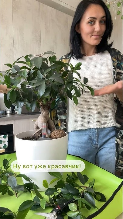 Обрезка Фикуса бонсай Гинсенг бонсай #shorts#фикус#уходзарастениями ...
