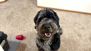 Smiling Bernedoodle gives recap of day