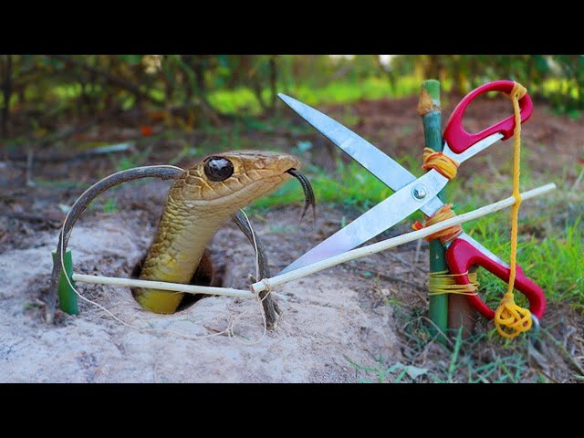 Easy Snake Trap Creative Method DIY Snake Trap Using Cutter That