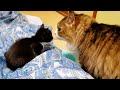 夜中に何度も娘達の様子を見に来るボス猫パパ🐈