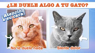 ¿Qué CARA pone tu GATO cuando siente DOLOR?  | Fíjate en 5 COSAS de su cara  #TestFelino