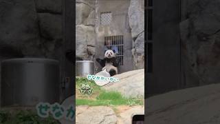 まるでおじいちゃんと孫のやり取り🐼 #パンダ #panda #熊貓