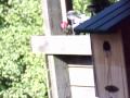 Birdcam2_2010-05-14_09-47-15b.wmv
