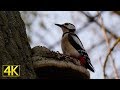 Buntspecht auf Nahrungssuche (great spotted woodpecker) [4K]