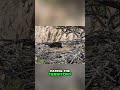 Eagle Parents Guard Nest_ Epic Sky Patrols &amp; Switch #baldeagles