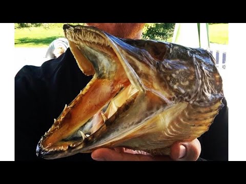 How To Mount A Pike Head! - YouTube