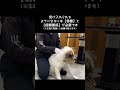 意外と知られていない事実!噛み付きにはレベルがあります#short#dog