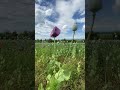 We were stunned by the poppy fields in the Czech Republic