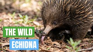 Wild For Echidnas? (Nature’s Weirdest Mammal) #Hedgehog #CuteAnimals #Wildlife