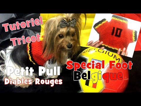 Vidéo: 12 pull-overs pour chiens