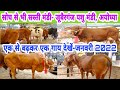 25000रू से शुरू गायों की दूध के साथ कीमत जानें || jubarganj pashu mandi ayodhya up || jan 2022